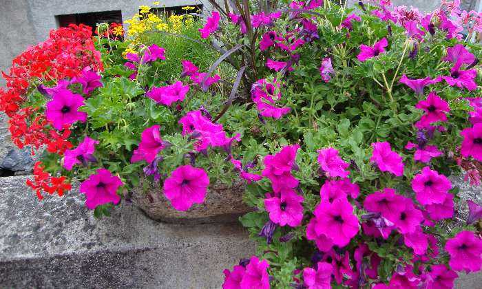 Puzzle Fleurs