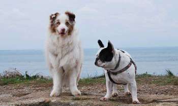 Puzzle 5596 - les plus gentils des chiens