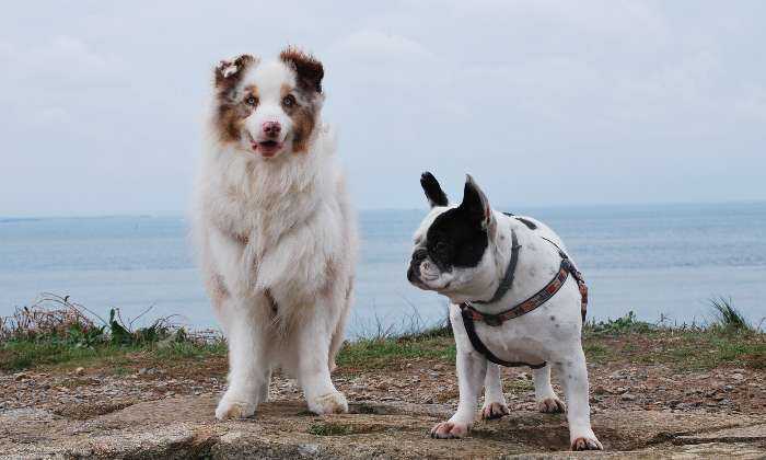 Puzzle les plus gentils des chiens