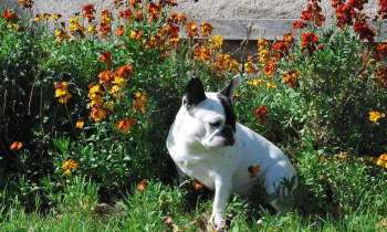Puzzle 5736 - ma titi dans les fleurs