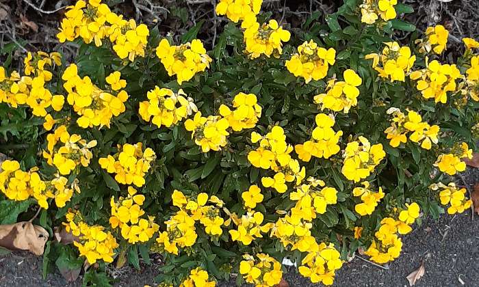 Puzzle Giroflées - Paysages & Fleurs - Absolu Puzzle