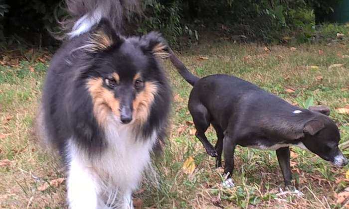 Puzzle Jerkane et Skotty