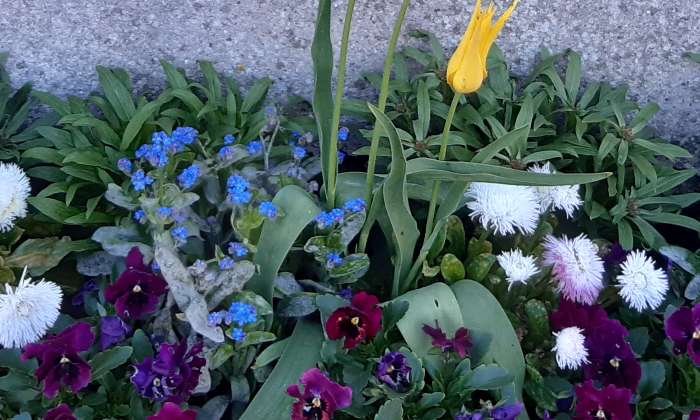 Puzzle Fleurs