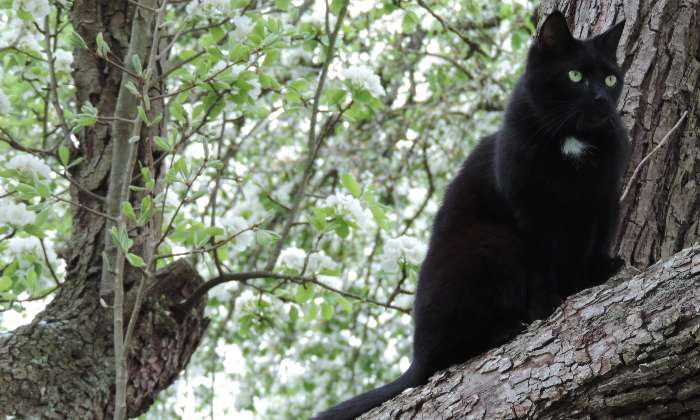 Puzzle Réglisse dans le poirier - Animaux - Absolu Puzzle