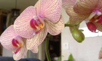 Puzzle 5636 - orchidée