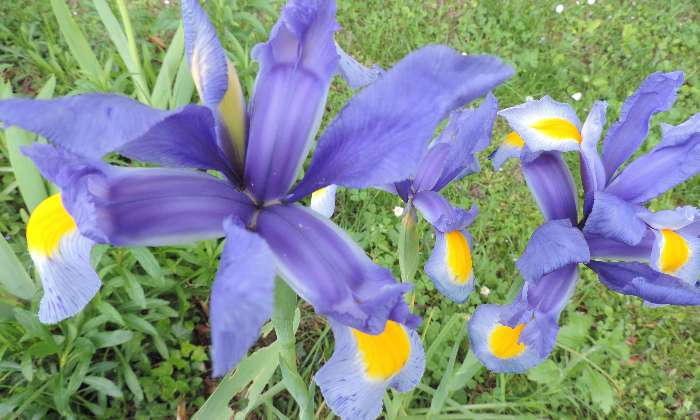 Puzzle iris - Paysages & Fleurs - Absolu Puzzle