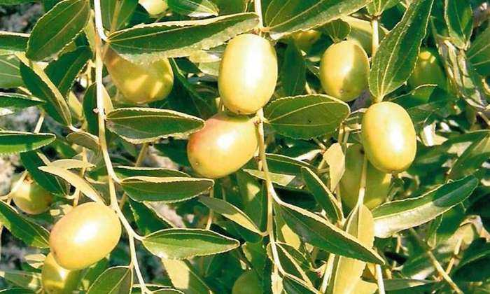 Puzzle un jujubier au Lavandou