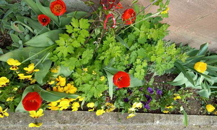 Puzzle Fleurs