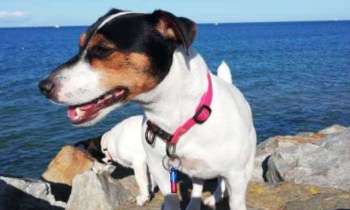 Puzzle 5641 - ma petite jack-russels