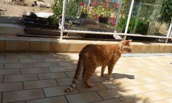 Puzzle 11506 - mon vieux yoyo