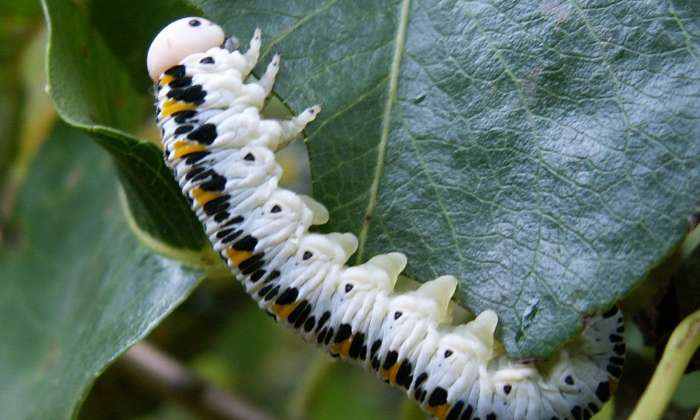 Puzzle une chenille