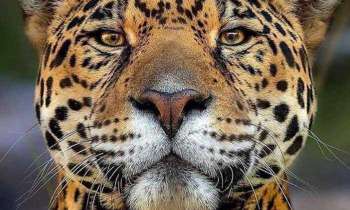 Puzzle 5666 - Beau minou