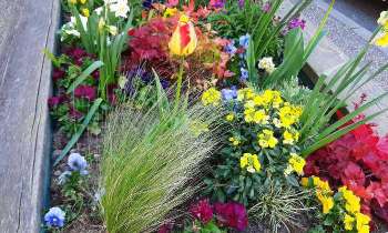 Puzzle 5665 - Fleurs dans un bac