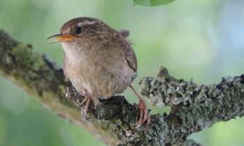 Puzzle 12931 - jeune oiseau