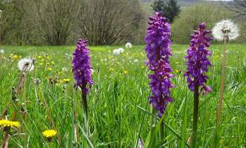 Puzzle 6685 - Orchidées et pissenlits