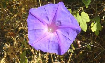 Puzzle 12362 - une fleur d'ipomée