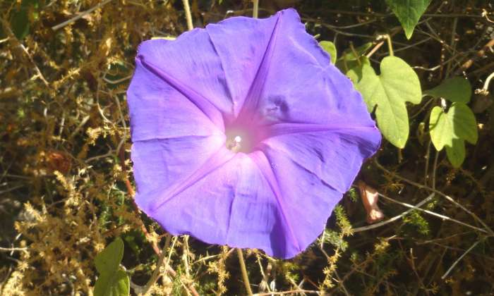 Puzzle une fleur d'ipomée