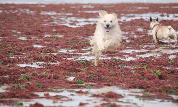 Puzzle plage d'algues rouges