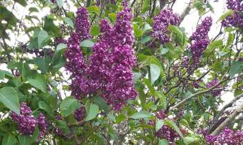 Puzzle 11982 - Lilas