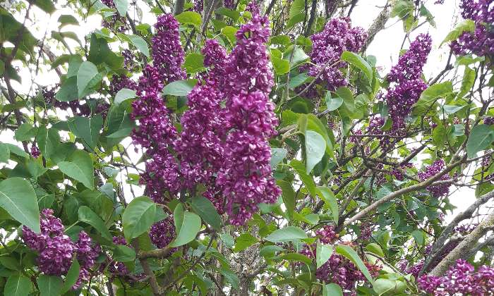 Puzzle Lilas