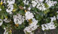 Puzzle Petites fleurs