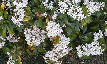Puzzle 13973 - Petites fleurs