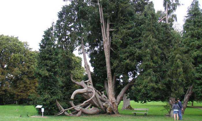 Puzzle un arbre