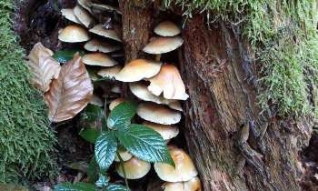 Puzzle 5751 - champigons