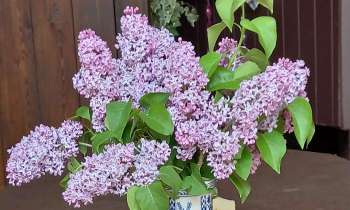 Puzzle 5886 - Fleurs