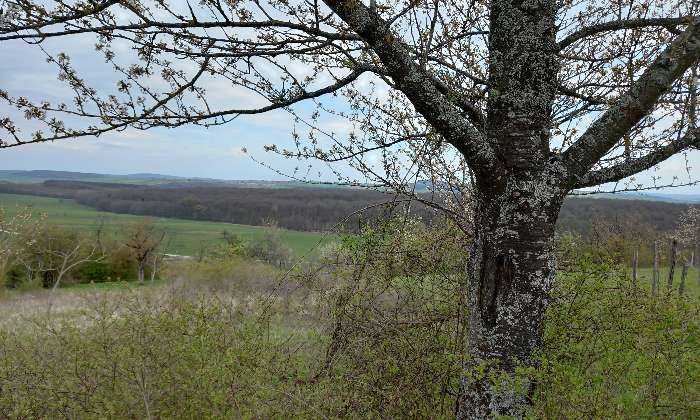 Puzzle nature