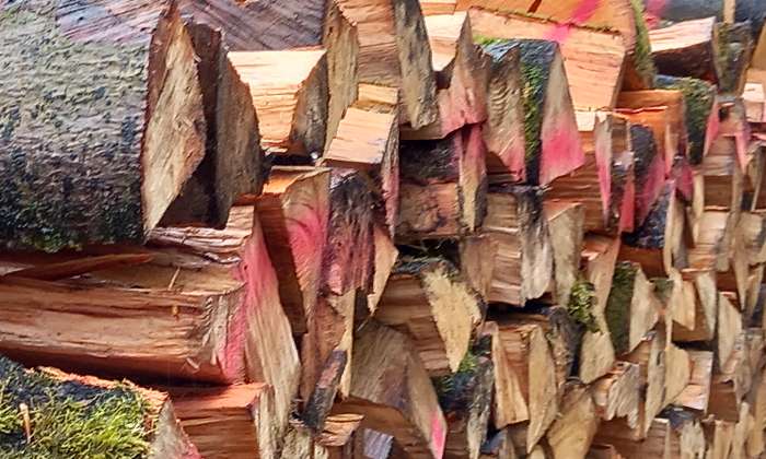 Puzzle forêt