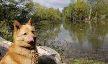 Puzzle 5671 - chasse aux canards