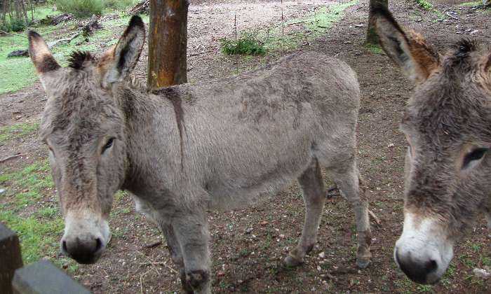 Puzzle Ânes
