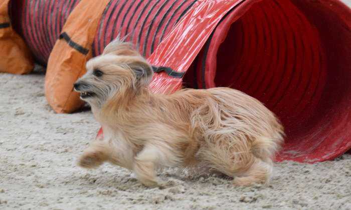 Puzzle Mongie en agility