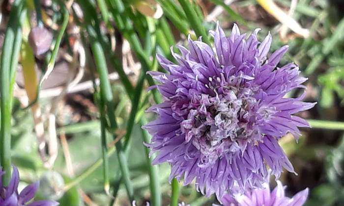 Puzzle ciboulette en fleur