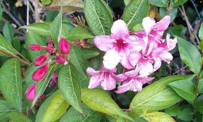 Puzzle Fleurs roses