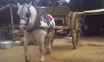 Puzzle 6038 - cheval à Guédelon