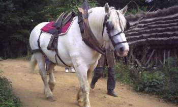 Puzzle 5819 - cheval à Guédelon