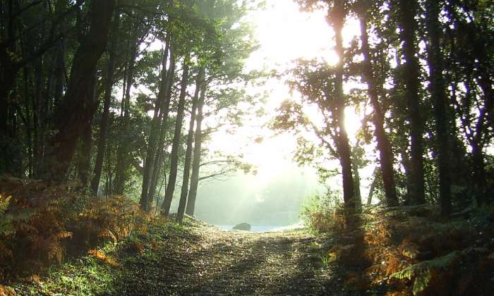 Puzzle dans la forêt