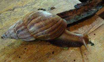 Puzzle 5712 - Escargot