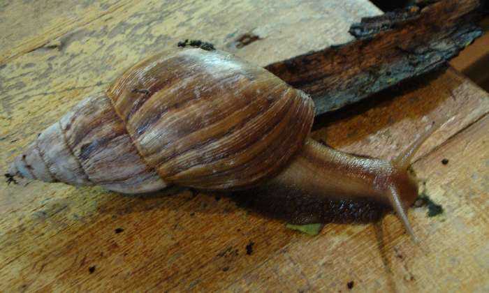 Puzzle Escargot