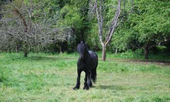 Puzzle 5955 - cheval frison