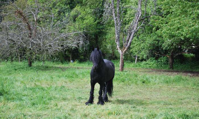 Puzzle cheval frison