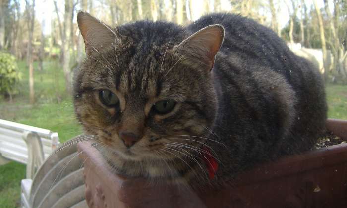 Puzzle minou squatte ma jardinière