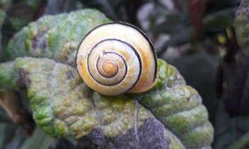 Puzzle 5725 - escargot