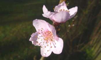 Puzzle 6015 - fleurs de pêcher