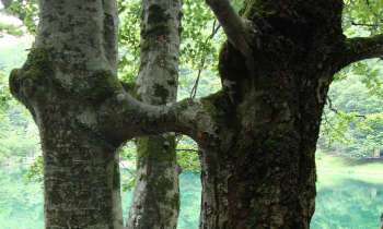 Puzzle 6035 - Arbres