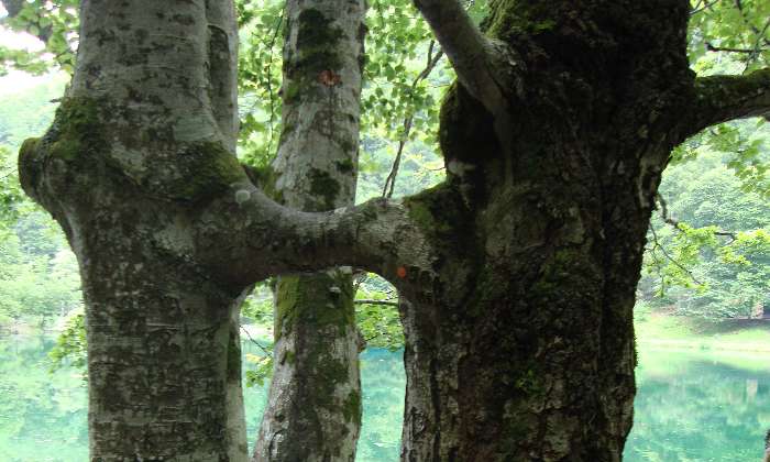 Puzzle Arbres