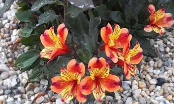 Puzzle 5808 - Lys