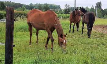 Puzzle 5747 - Les trois chevaux